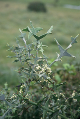 Colletia paradoxa