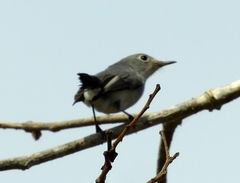 Polioptila nigriceps