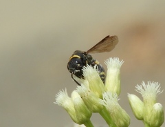 Hypalastoroides