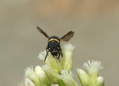 Hypalastoroides