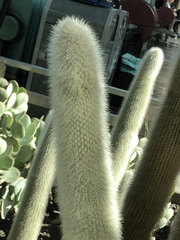 Cleistocactus strausii