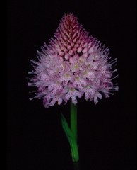 Traunsteinera globosa