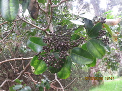 Cheirodendron trigynum