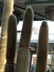 Cleistocactus strausii