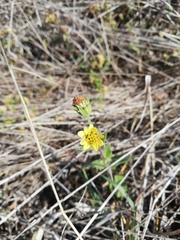 Simsia foetida