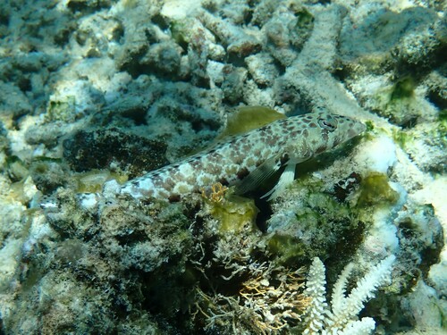 Black dotted sandperch (Parapercis millepunctata) — Pinguipedidae — 5