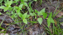 Acmella oppositifolia