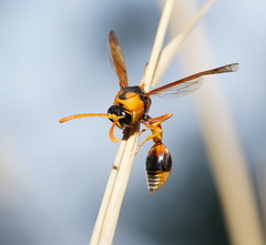 Delta bicinctum