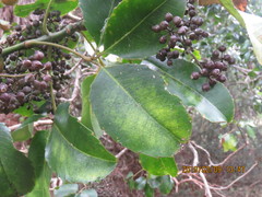 Cheirodendron trigynum