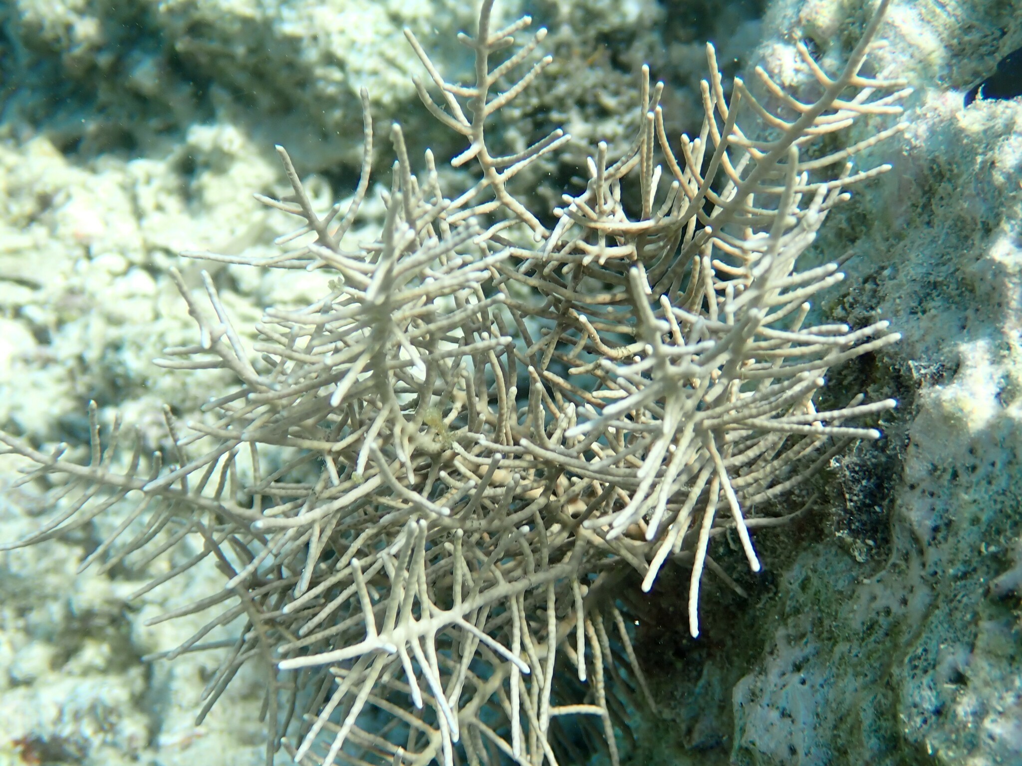Pinnigorgia flava (Nutting, 1910)