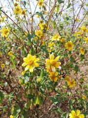 Verbesina hypoglauca