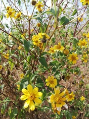 Verbesina hypoglauca