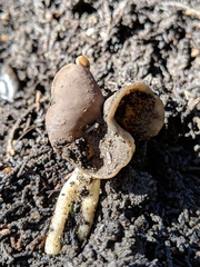 Helvella compressa