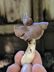 Helvella compressa
