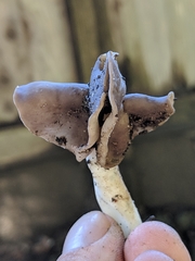 Helvella compressa