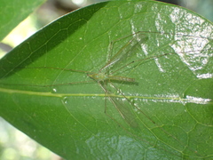 Chlorotipula
