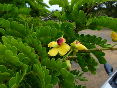 Paubrasilia echinata