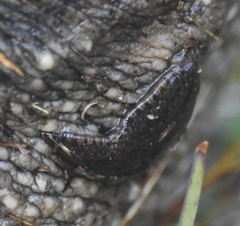 Chelydra serpentina image