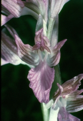 Anacamptis papilionacea papilionacea
