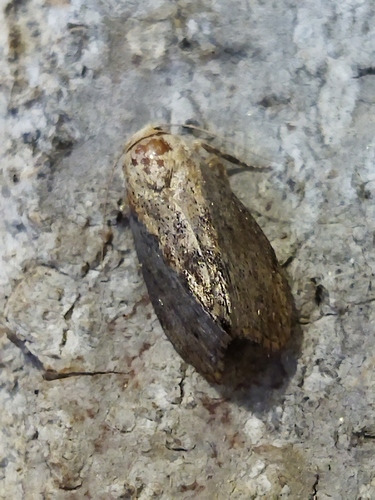 Greater wax moth