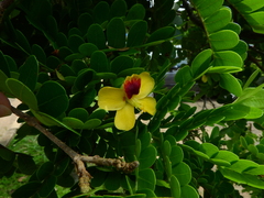 Paubrasilia echinata