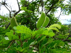 Paubrasilia echinata