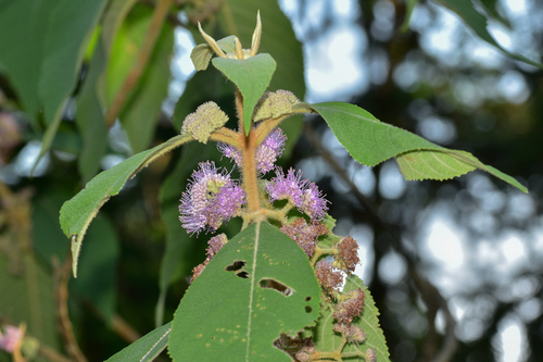 Kochi's Beauty Berry