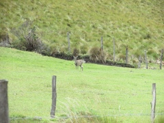 Odocoileus virginianus ustus