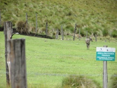 Odocoileus virginianus ustus