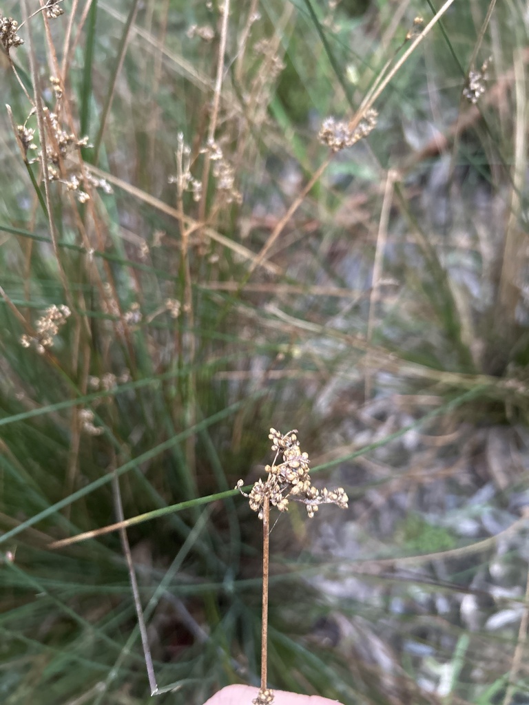 australian rush from Part Yarra Valley Parklands, Bulleen, VIC, AU on ...