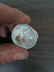 Sigapatella novaezelandiae