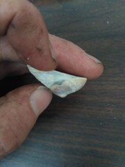 Sigapatella novaezelandiae