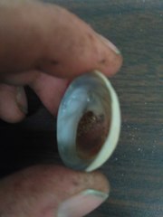 Sigapatella novaezelandiae