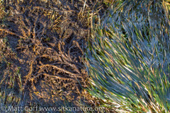 Phyllospadix serrulatus