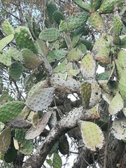 Opuntia jaliscana