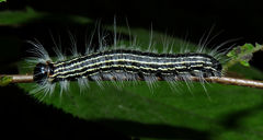 Datana angusii