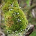 Scott's Fork-Moss - Photo (c) Hanno Schaefer, some rights reserved (CC BY-NC), uploaded by Hanno Schaefer