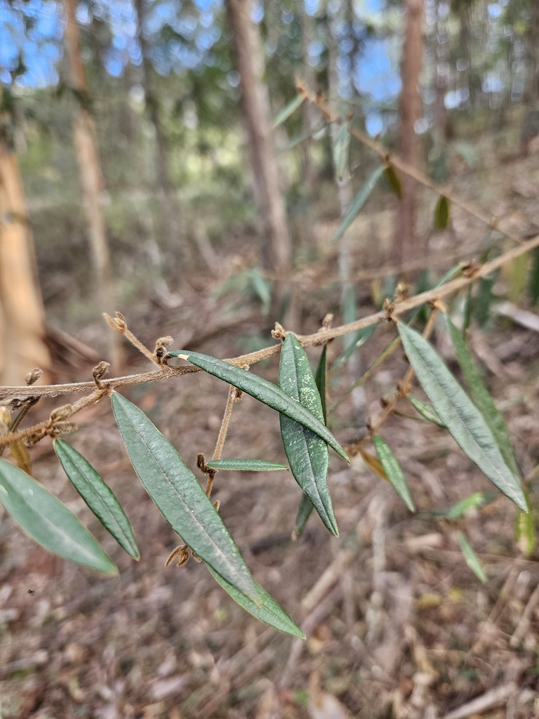 Purple Bush Pea From Cooran Qld Australia On August At Am By Darren Fielder