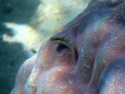 Shirley's coralblenny (Ecsenius shirleyae) — Blenniidae — 5