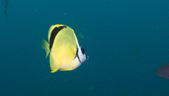 Johnrandallia nigrirostris