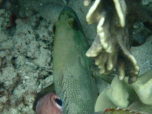 Grouper (Epinephelus ongus) — Serranidae — 3