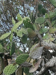 Opuntia jaliscana