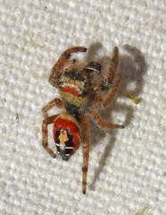 Phidippus californicus