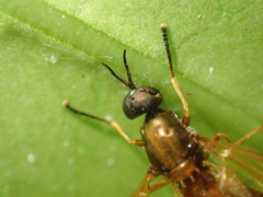 Benhamyia apicalis