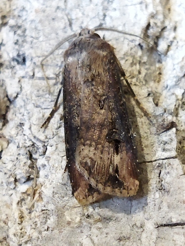 Black cutworm