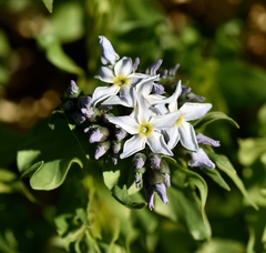 Amsonia tomentosa