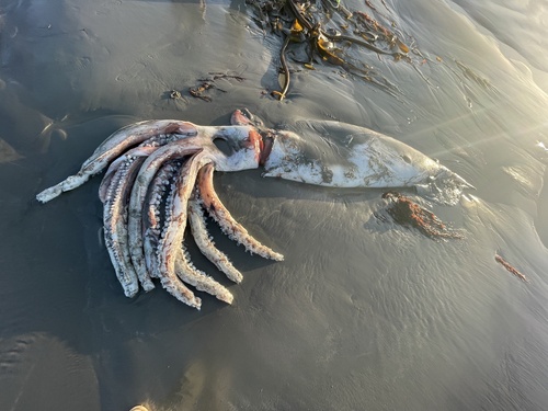 Giant Squid, photo 7 of 7