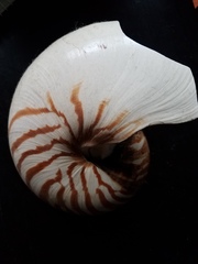 Nautilus