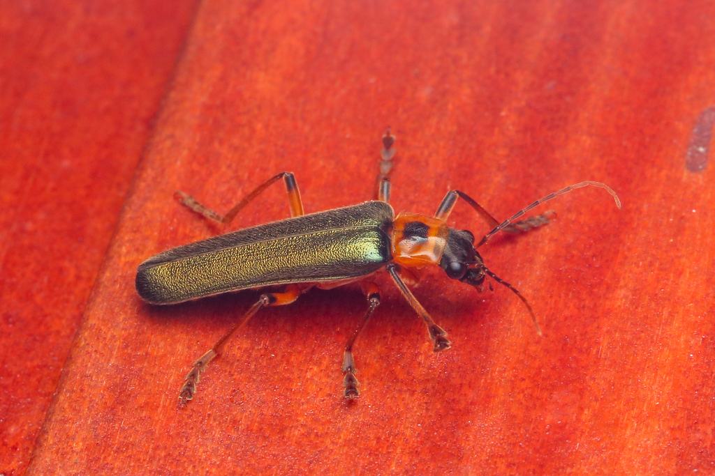 Soldier Beetles from Mt. Kinabalu NP, Sabah, Malaysia on August 3, 2023