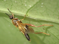 Benhamyia apicalis